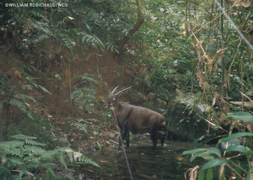Saola w wietnamskiej dżungli. fot. William Robichaud, WCS