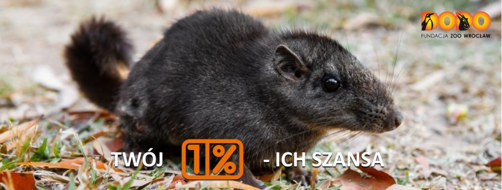 Podaruj 1% swojego podatku na ochronę laotańskiego szczura skalnego!