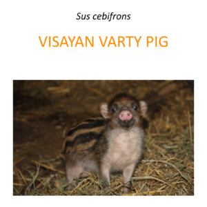 Visayan Warty Pig Conservation Program