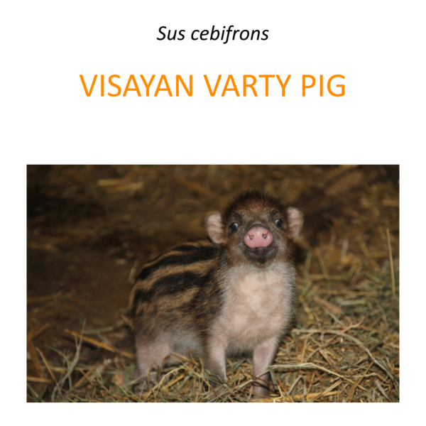 Visayan warty pig conservation program