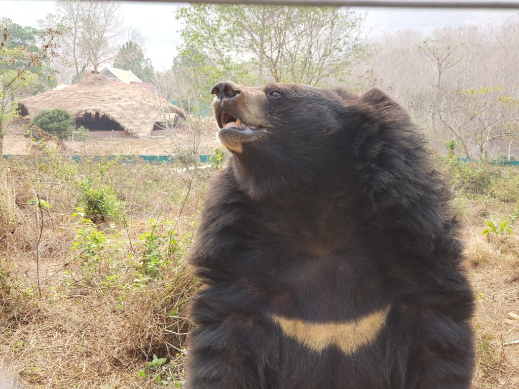 Niedźwiedzica himalajska Luna w sanktuarium Free the Bears. fot. Free the Bears