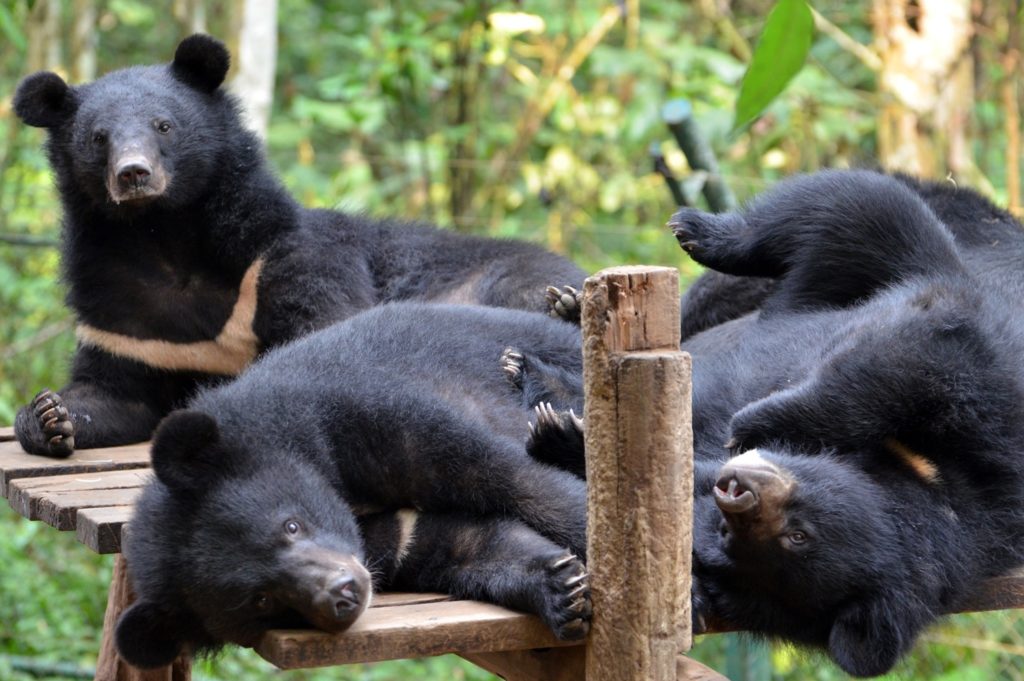 Niedźwiedzie himalajskie na wybiegu w sanktuarium Tat Kuang Si Bear Rescue Centre w Laosie. fot. Free the Bears