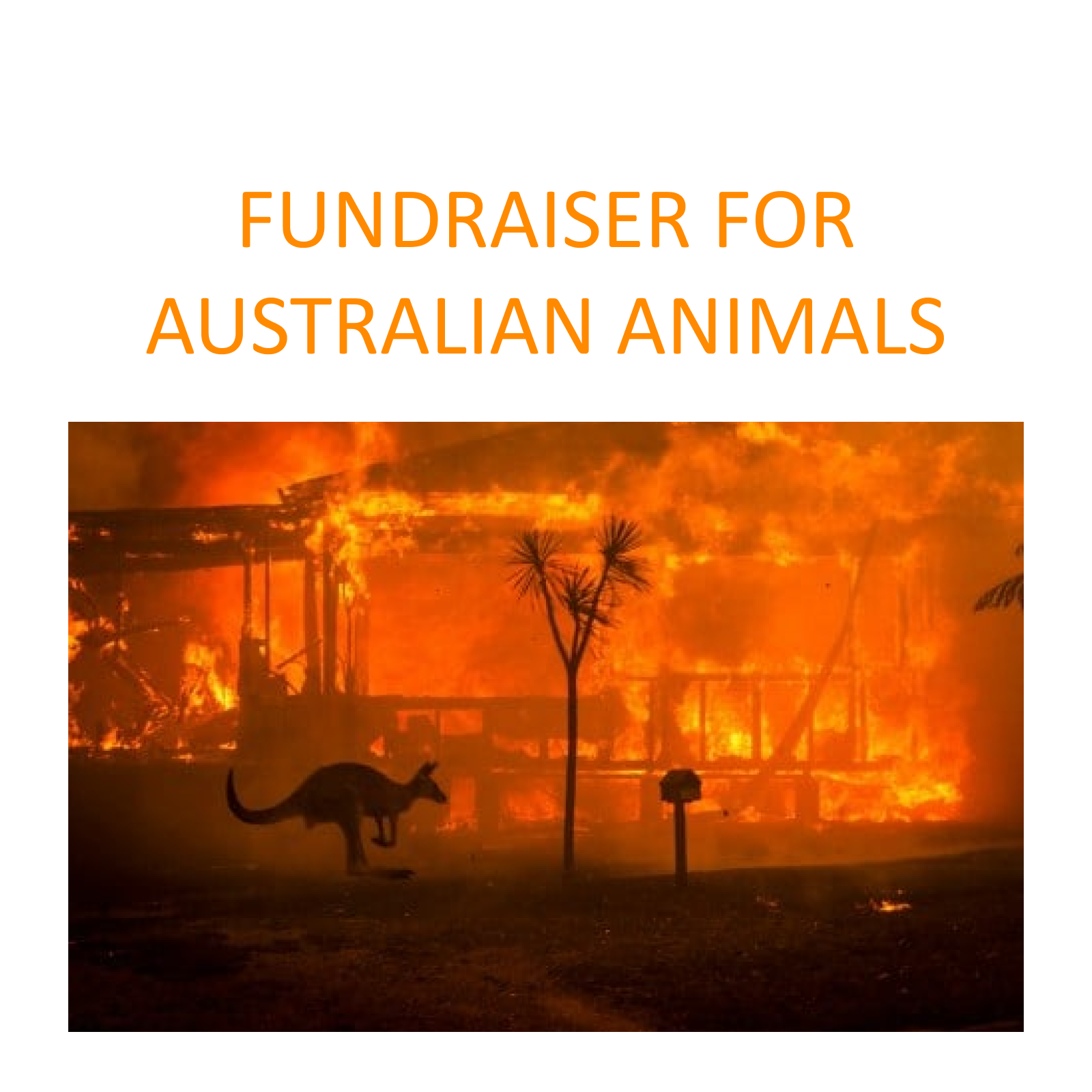 Fundraiser fo Australian animals affected by the bushfires