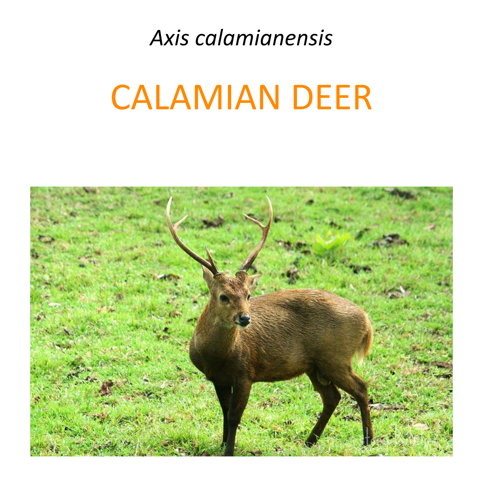 Calamian deer conservation program
