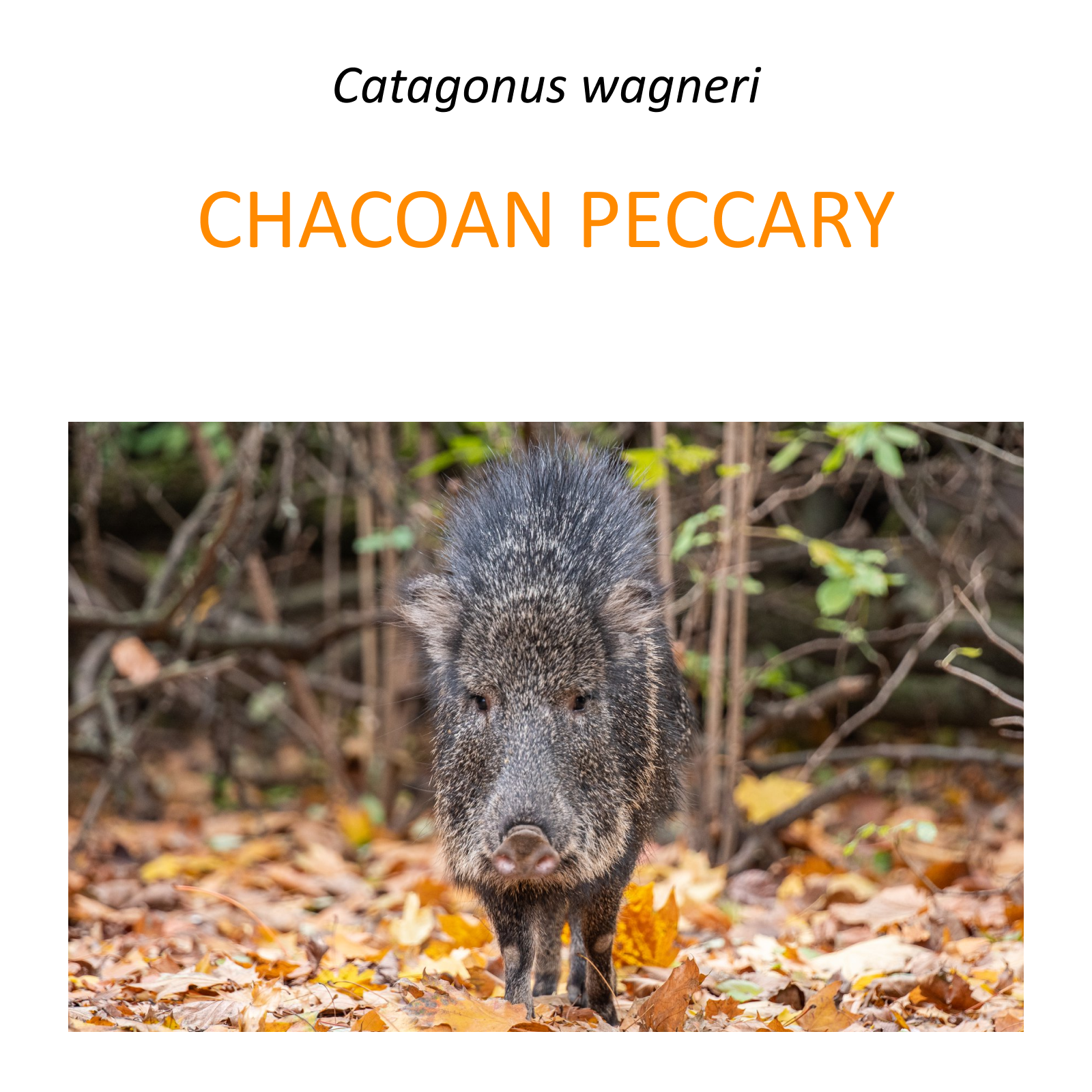 Chacoan peccary conservation project