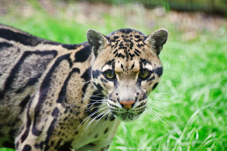 Sunda clouded leopard protection programme – Fundacja Zoo Wrocław DODO