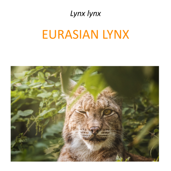 Euroasian lynx conservation program in Poland