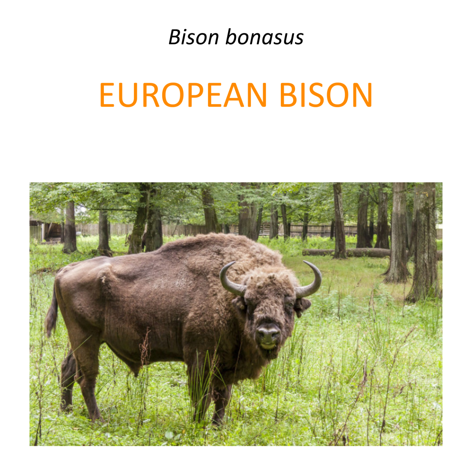 European bison conservation program Fundacja Zoo Wrocław DODO