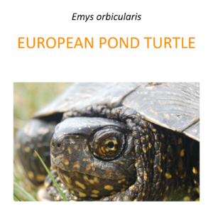 European pond turtle conservation program in Greater Poland