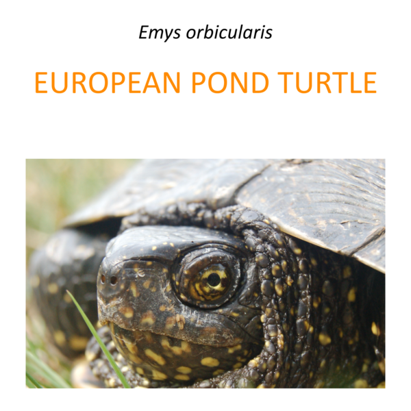 European pond turtle conservation pro