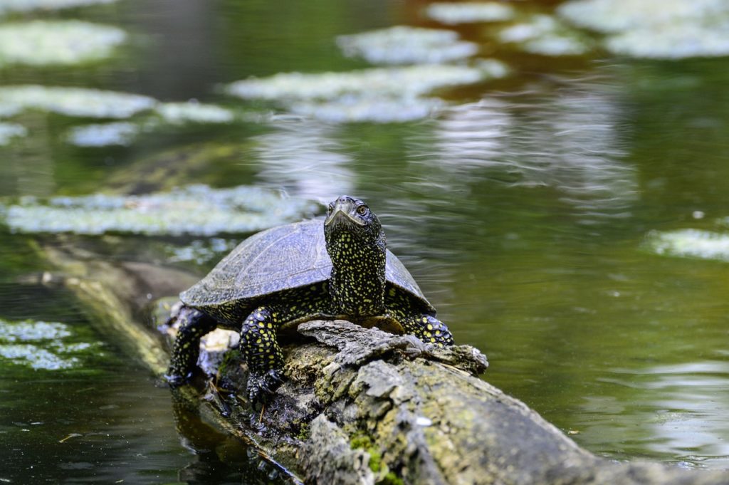 Żółw błotny odpoczywający na pniu drzewa we wodzie