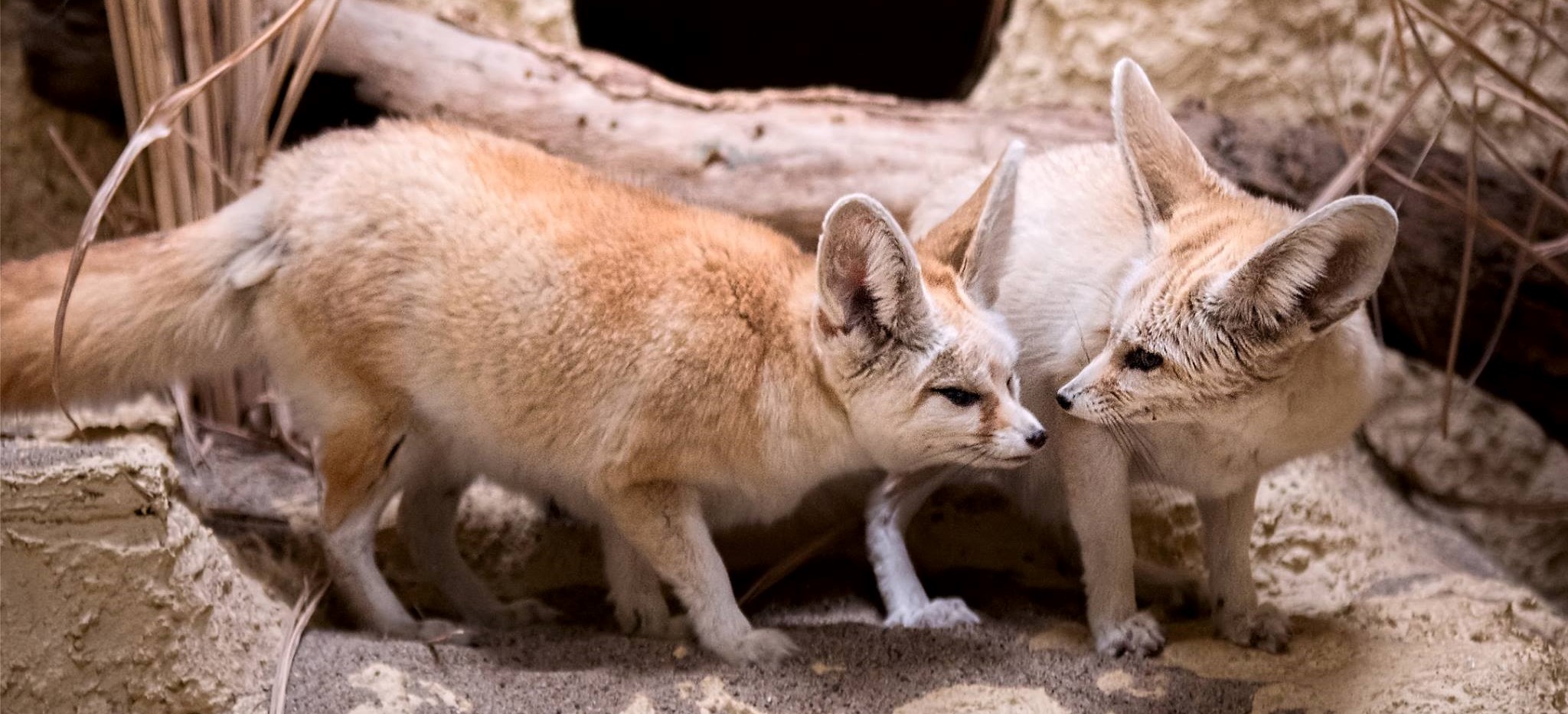 Fennec fox conservation project in North Africa – Fundacja Zoo Wrocław DODO