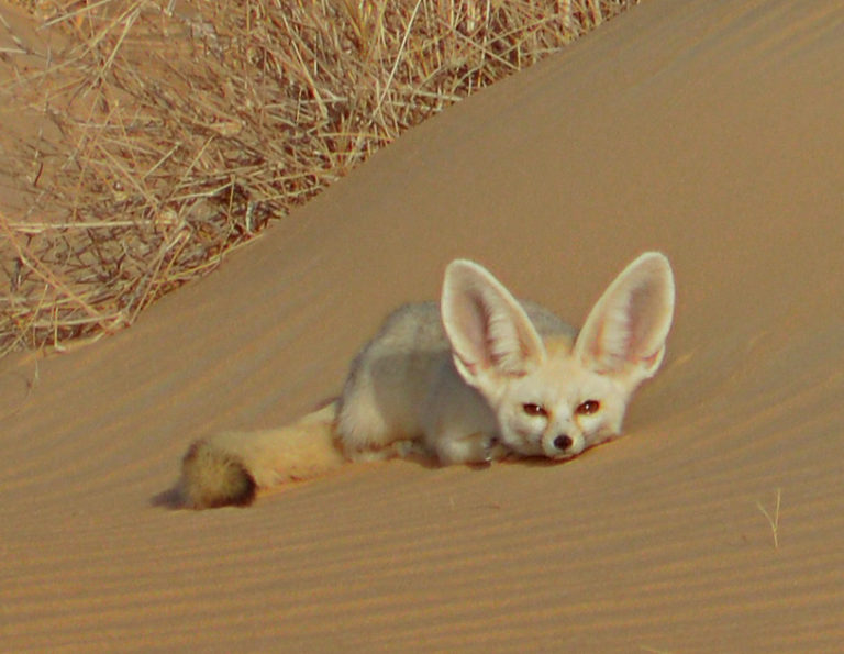 Fennec fox conservation project in North Africa – Fundacja Zoo Wrocław DODO