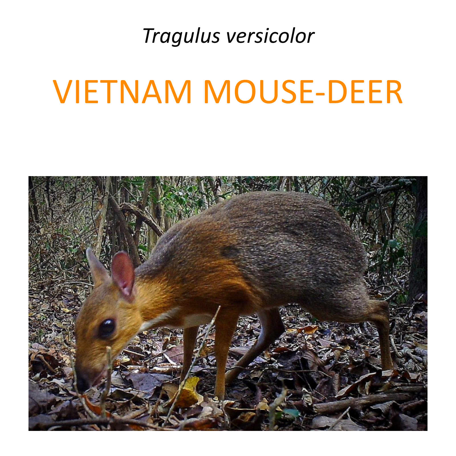 Silver-backed chevrotain protection project in Vietnam