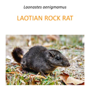 Laotian rock rat research and conservation program