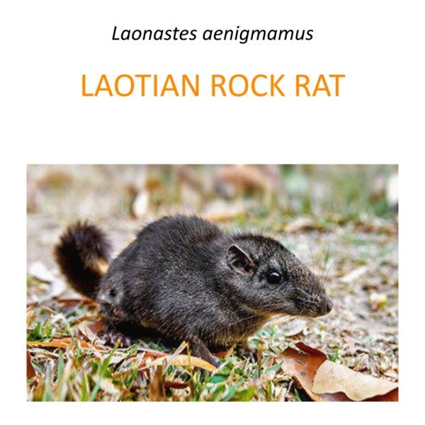 Laotian rock rat research and conservation program