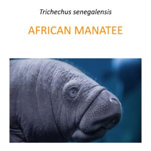 African manatee conservation program