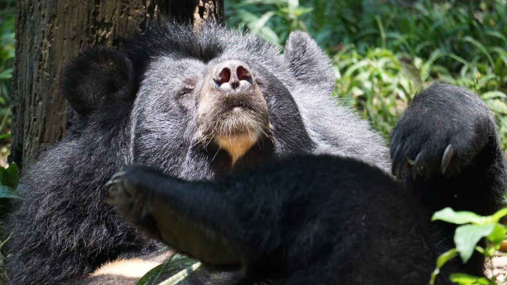 Niedźwiedź himalajski odpoczywający pod drzewem. fot. Free the Bears