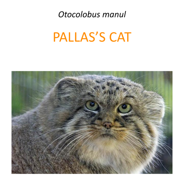 Pallas’s cat conservation program