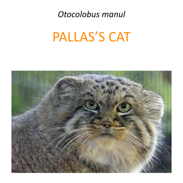 Pallas's cat conservation