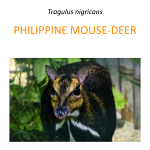 Balabac mouse-deer conservation program