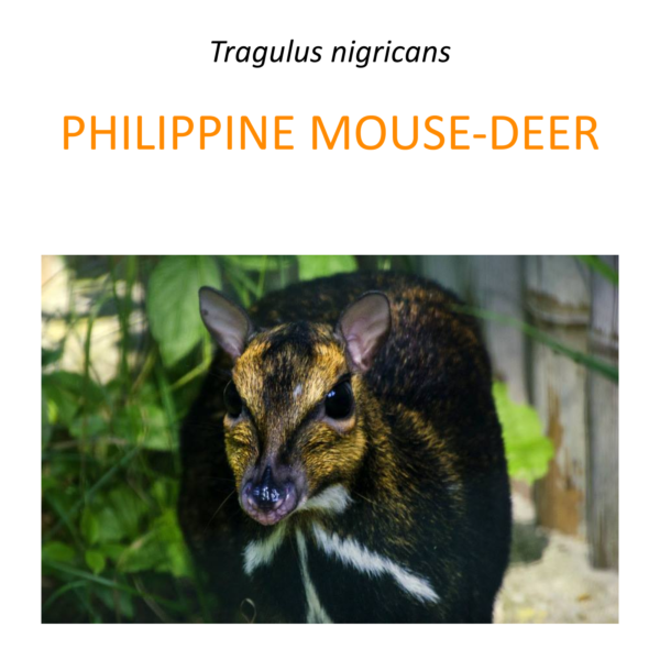 Balabac mouse-deer conservation program