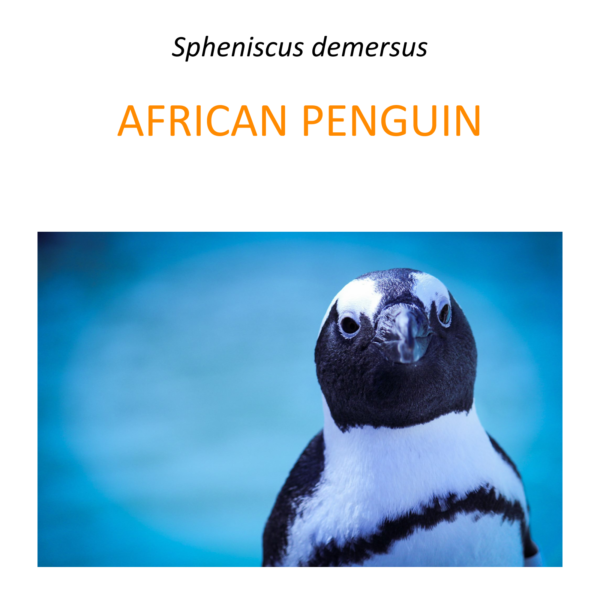 African penguin conservation program