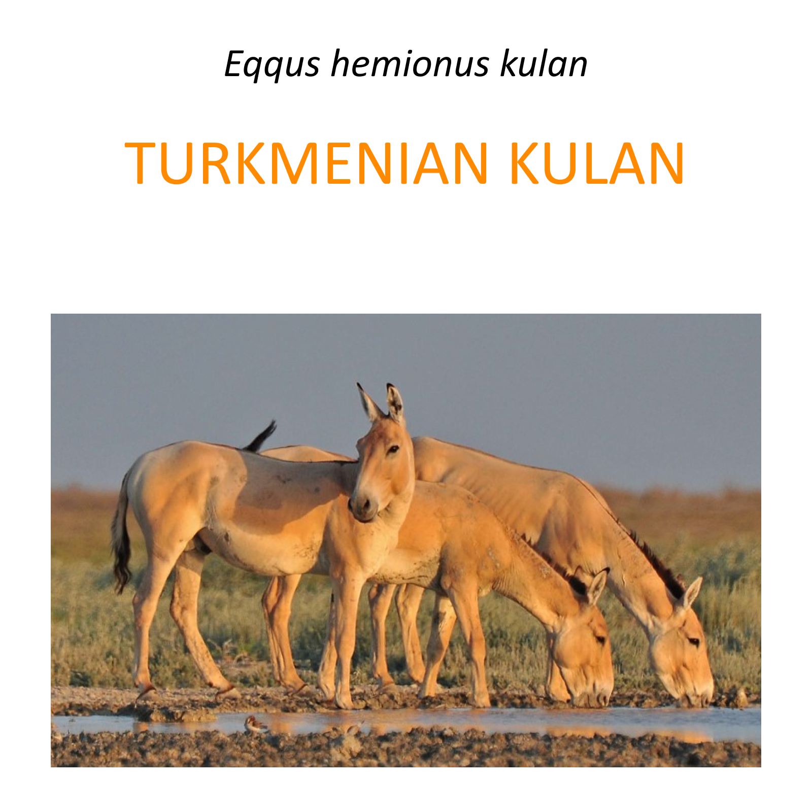 Turkmenian kulan translocation project in Kazahstan