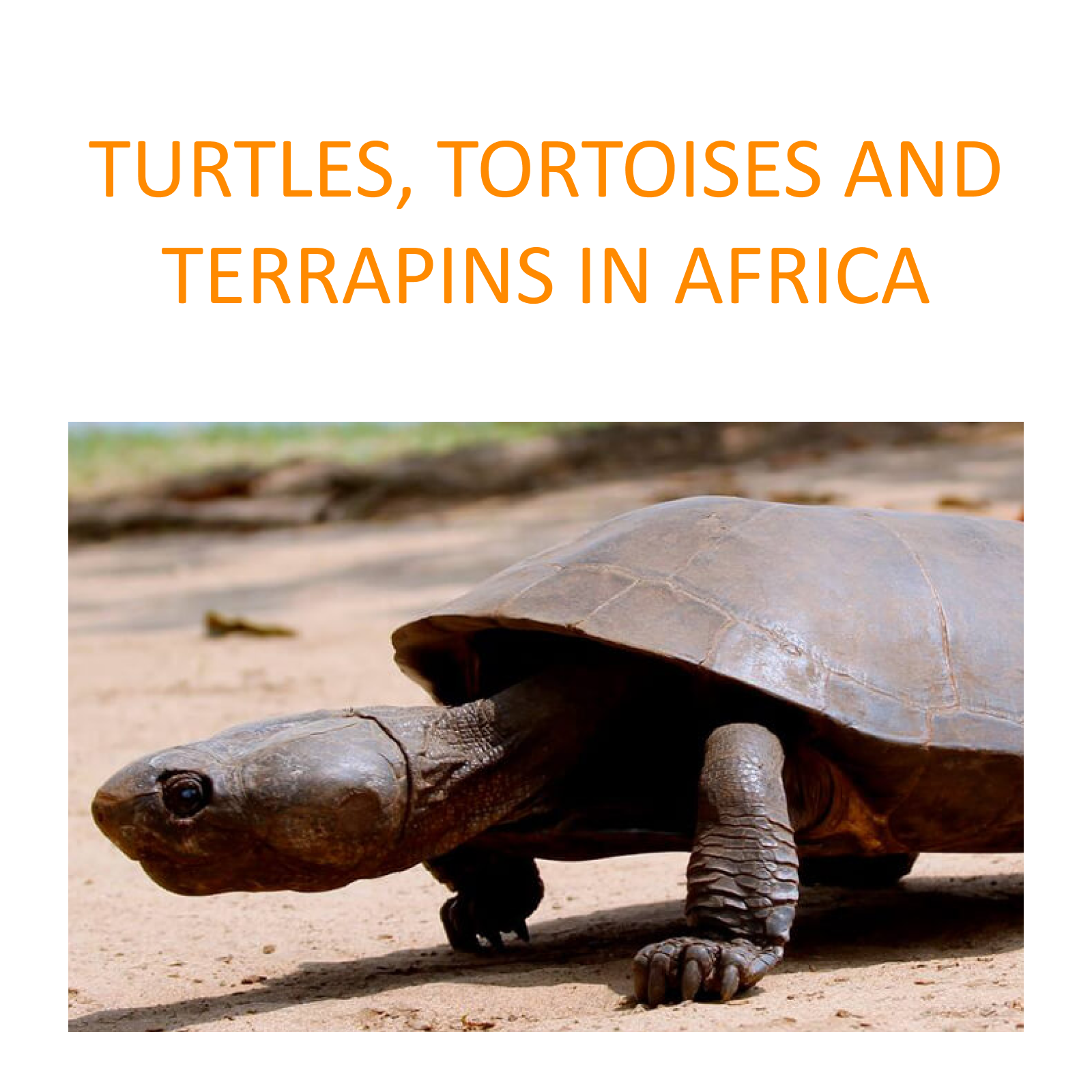 Turtles, tortoises and terrapins