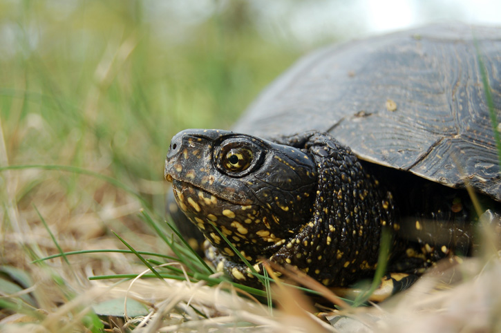 Żółw błotny Kryśka. Fot. Borys Kala - PTOP Salamandra