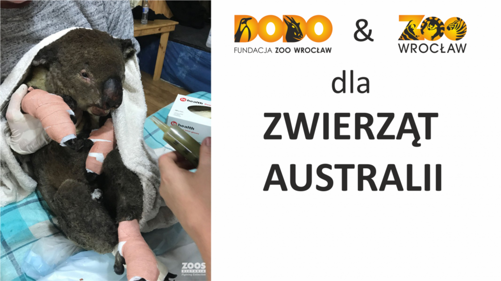 Fundacja Dodo i Zoo Wrocław dla zwierząt Australii - koala uratowany z pożarów z opatrunkami na łapach