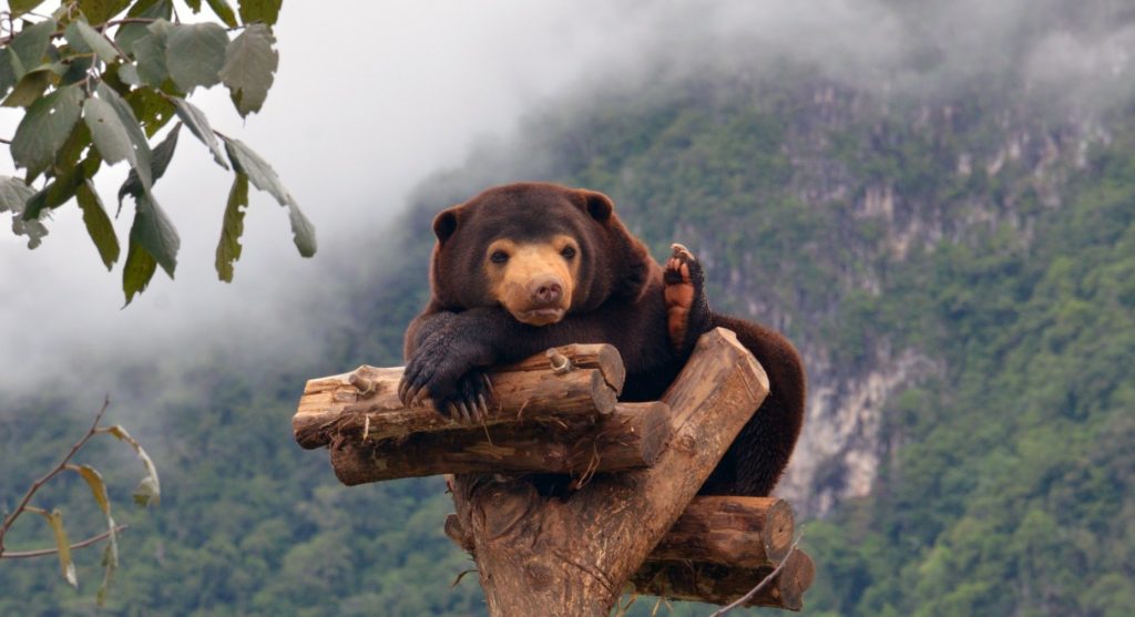 Niedźwiedź malajski wypoczywający na konarze na tle zamglonych gór. fot. Free the Bears