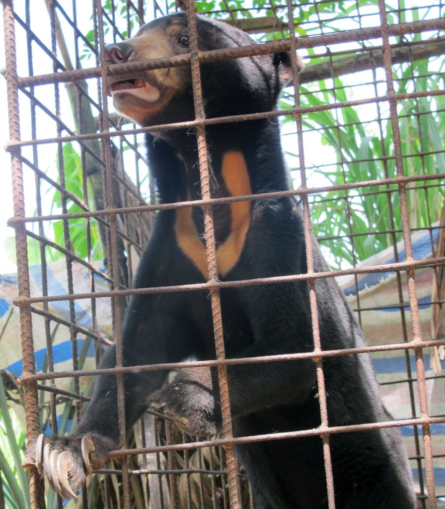 Młody niedźwiedź malajski w klatce. fot. Free the Bears