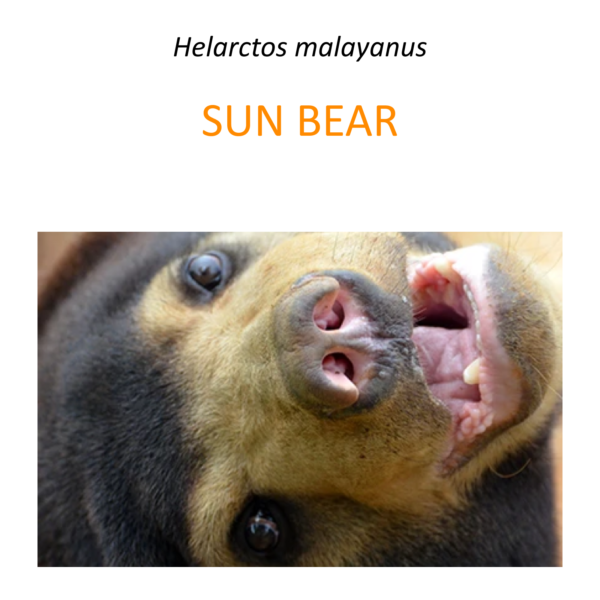 Sun bear rescue program