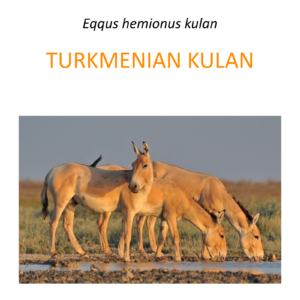 Turkmenian kulan translocation project in Kazakhstan