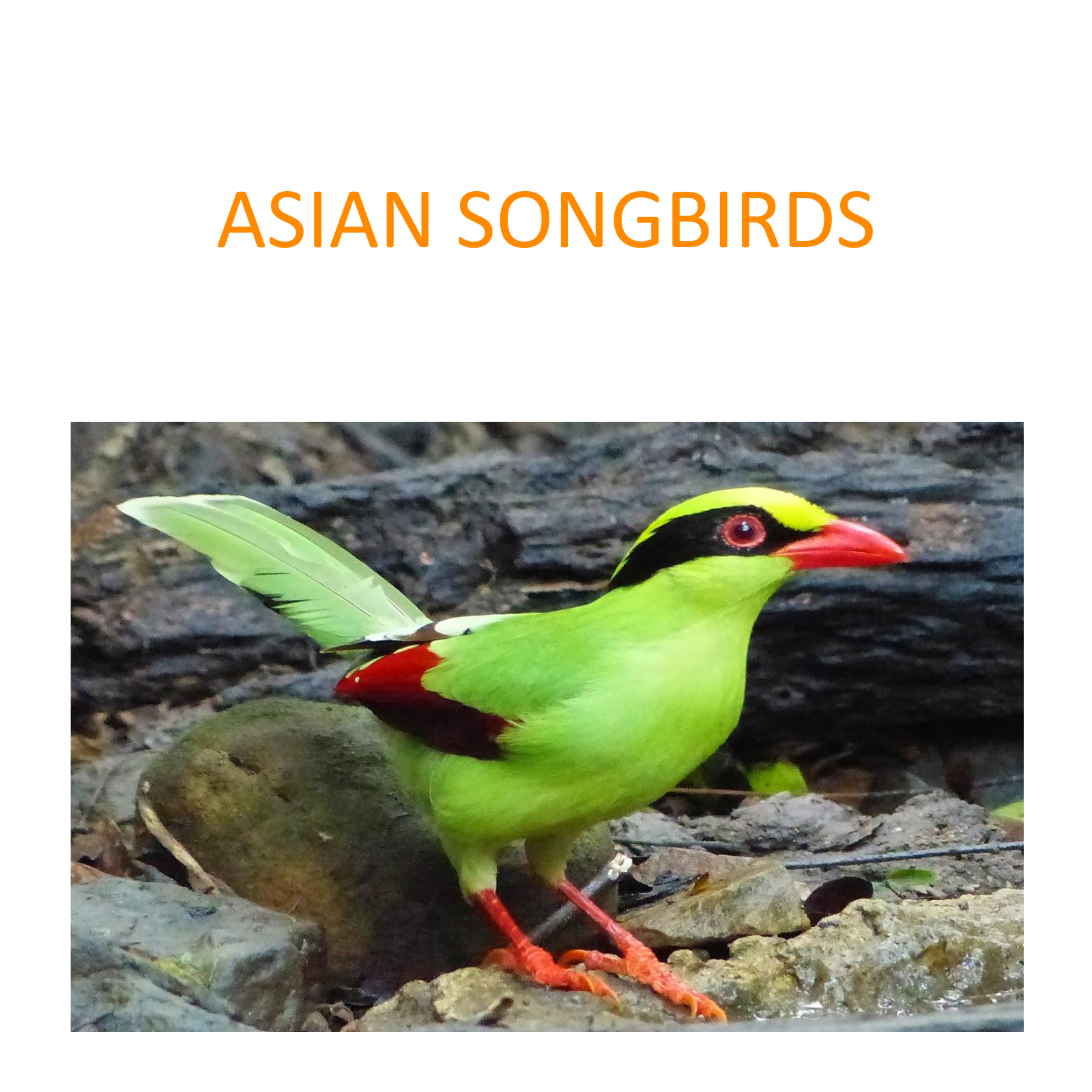 Asian songbirds conservation project