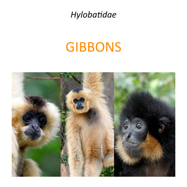 Gibbons rescue and conservation project