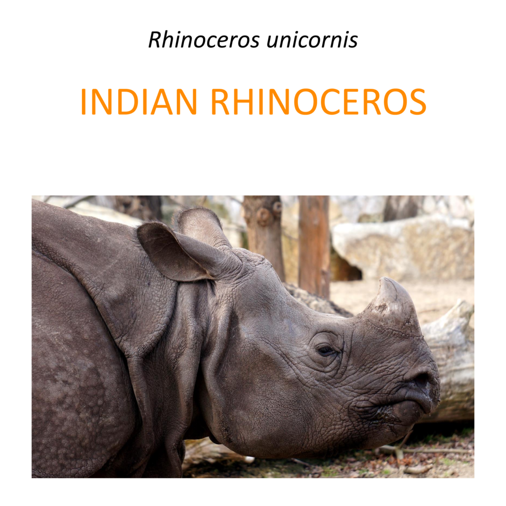 Indian rhino conservation program – Fundacja Zoo Wrocław DODO