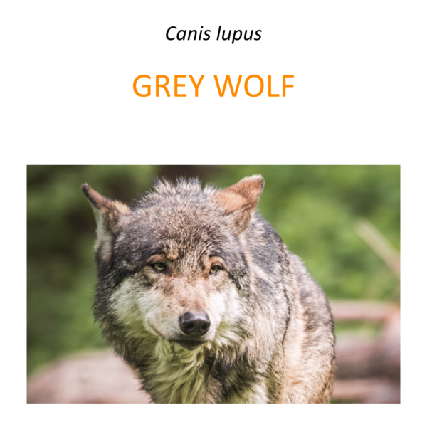 Wolf conservation program in Poland