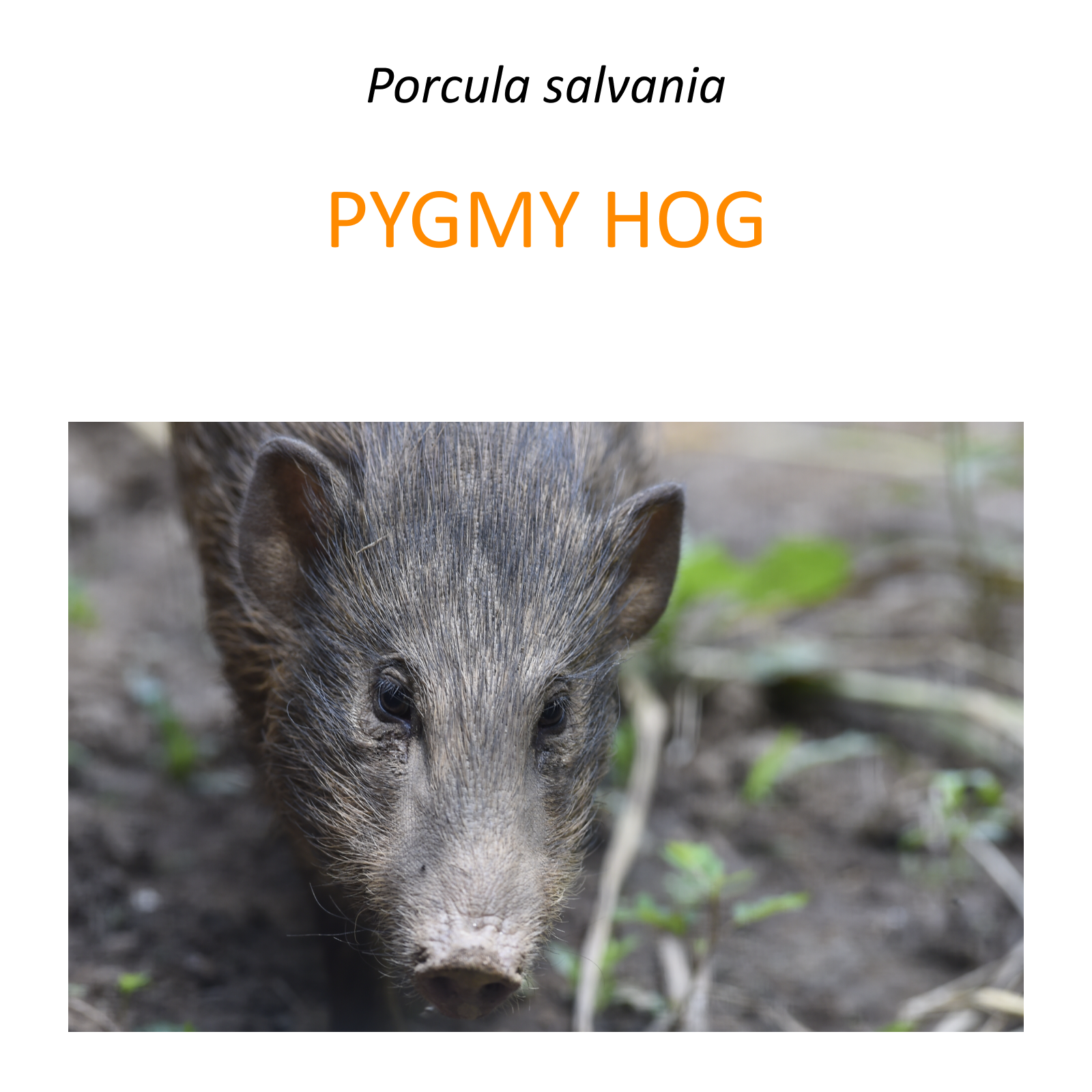 Pygmy hog conservation program