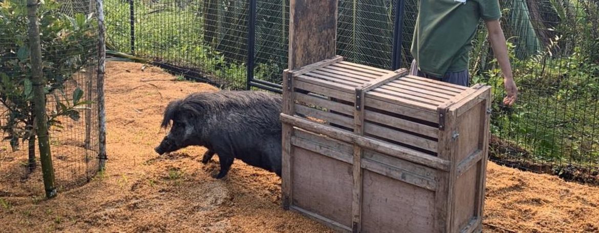 Wypuszczenie knura świni wisajskiej do tymczasowej zagrody w Parku Narodowym North Negros. fot. Talarak Foundation Inc.