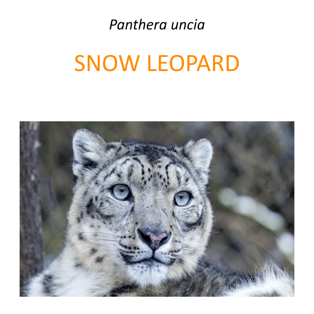 snow-leopard-conservation-program-fundacja-zoo-wroc-aw-dodo