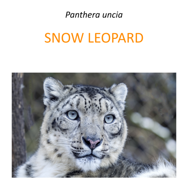 Snow leopard conservation program