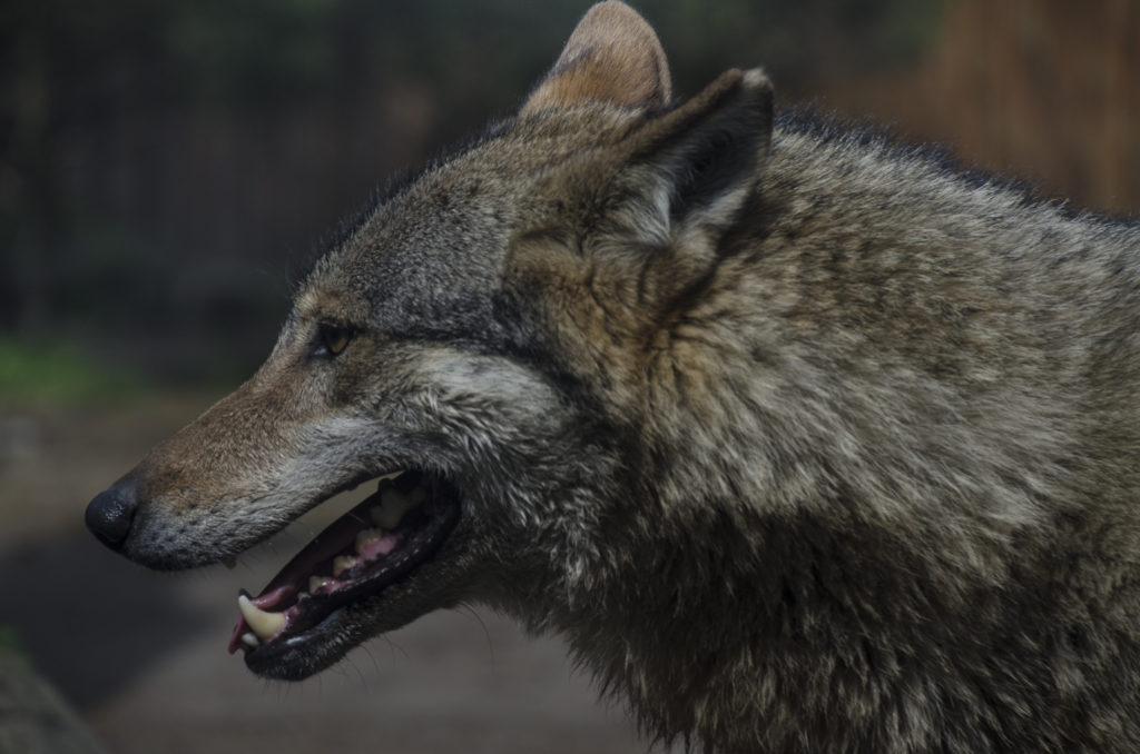 Ziejący wilk szary, wilcze zęby Zoo Wrocław