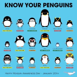 Know your penguins graphic by Peppermint Narwhal