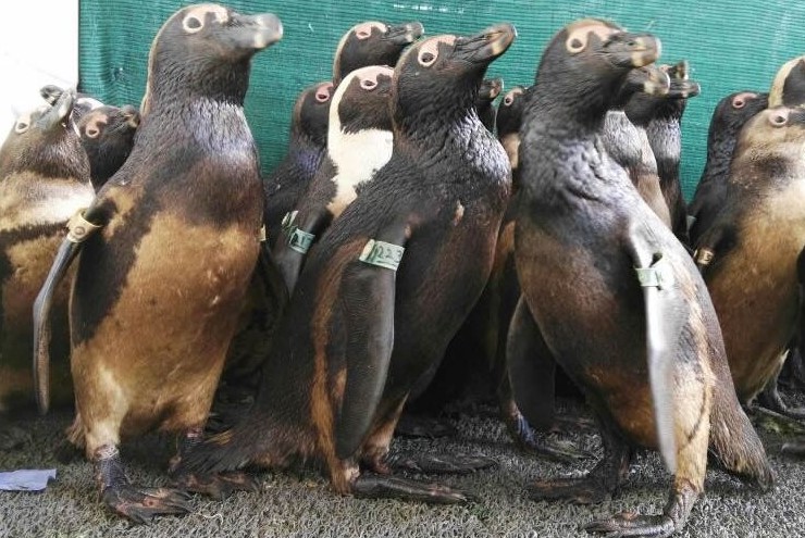 Pingwiny przylądkowe oblepione ropą naftową. fot. SANCCOB