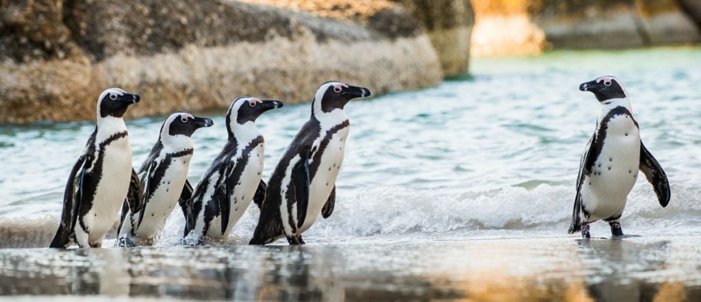 Pingwiny przylądkowe fot. SANCCOB