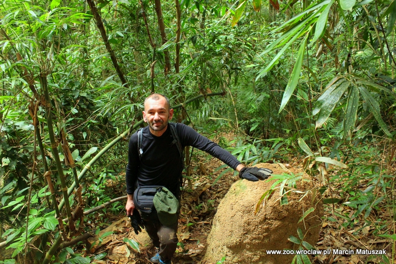 Marcin Matuszak przedziera się przez wietnamską dżunglę w poszukiwaniu saola