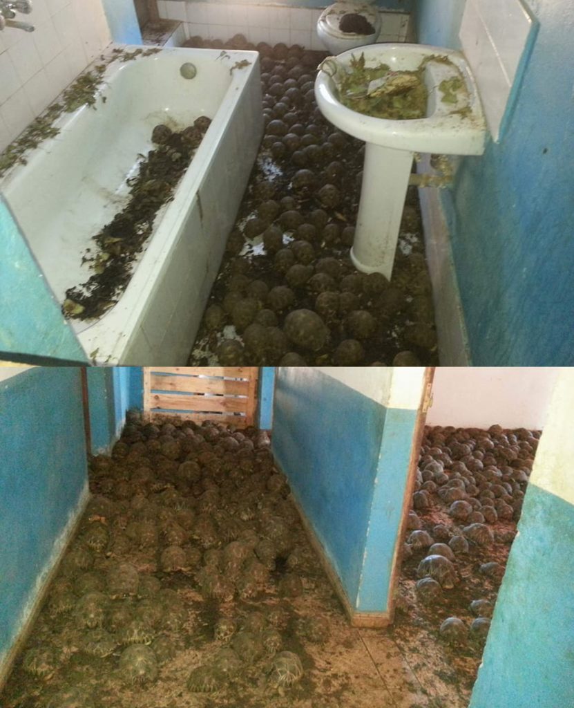 Żółwie promieniste skonfiskowane w willi na Madagaskarze. fot. DREEF Atsimo Andrefana