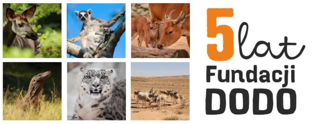 5 lat Fundacji Dodo